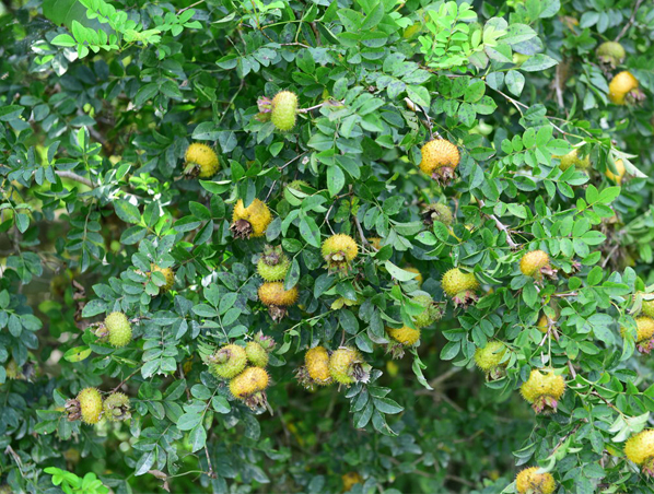 Extrato de Rosa roxburghii