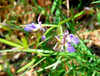 Extrato de Milkwort Siberiana