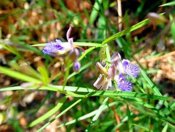 Extrato de Milkwort Siberiana