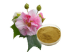 Extrato de Flor de Hibisco
