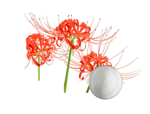 Extrato de Erva Lycoris Radiata