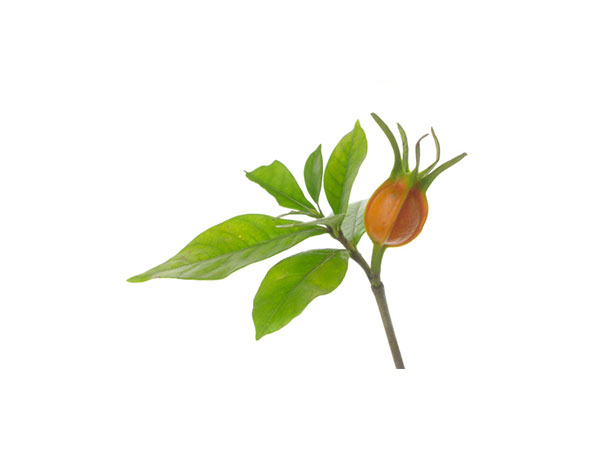 Extrato de Gardênia