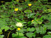 Extrato de raiz de Nuphar Pumilum