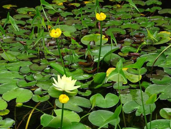 Extrato de raiz de Nuphar Pumilum