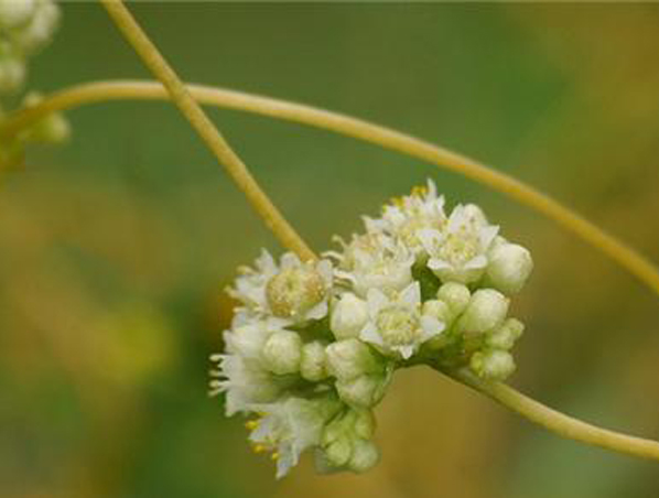 Extrato de Semente de Cuscuta