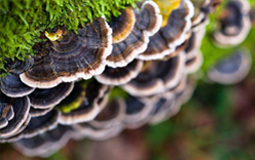 Extrato de cogumelo Coriolus médico