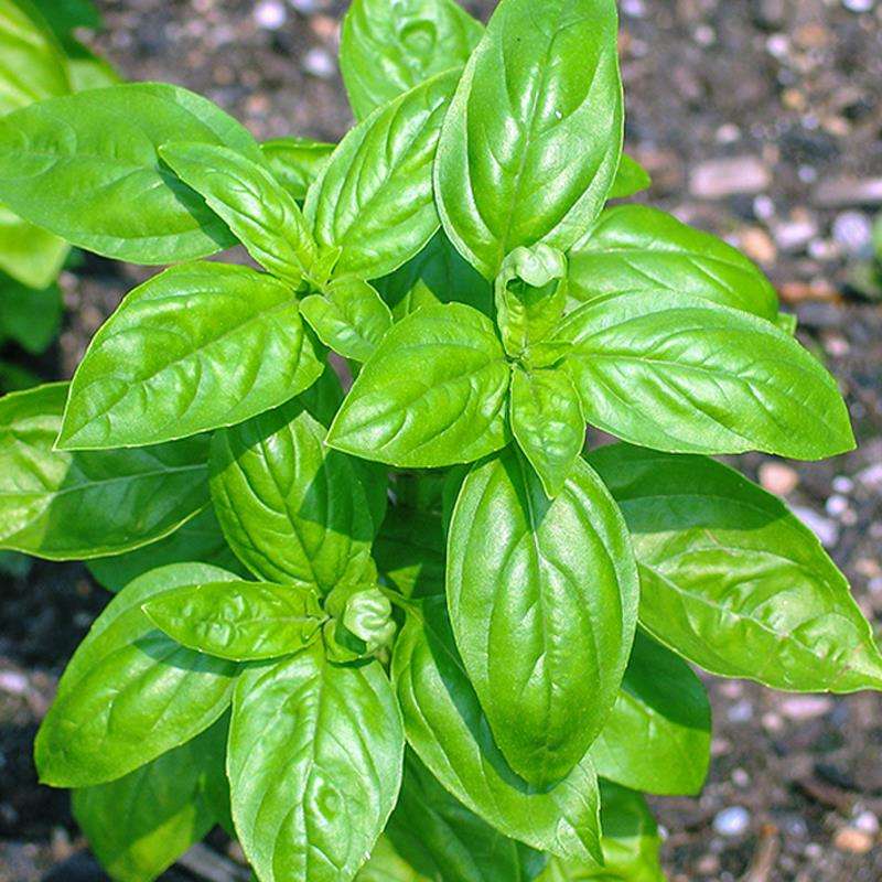 Ocimum Santu&aacute;rio