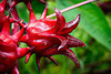 Extrato de Rosela