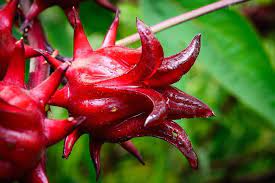 Extrato de Rosela