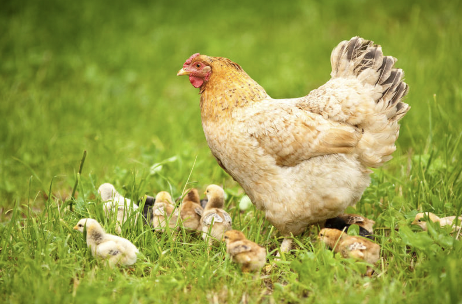 A aplicação de extratos vegetais em animais de estimação