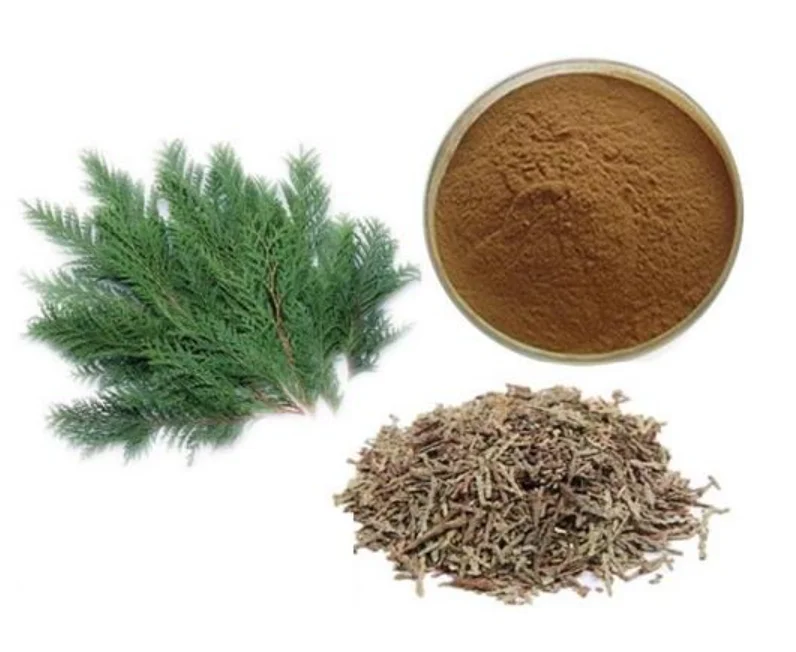 Pó de extrato de folha de Platycladus Orientalis